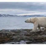 Wo leben Eisbären? Eisbär in arktischer Küstenlandschaft neben blauem Fragezeichen mit Fernglas
